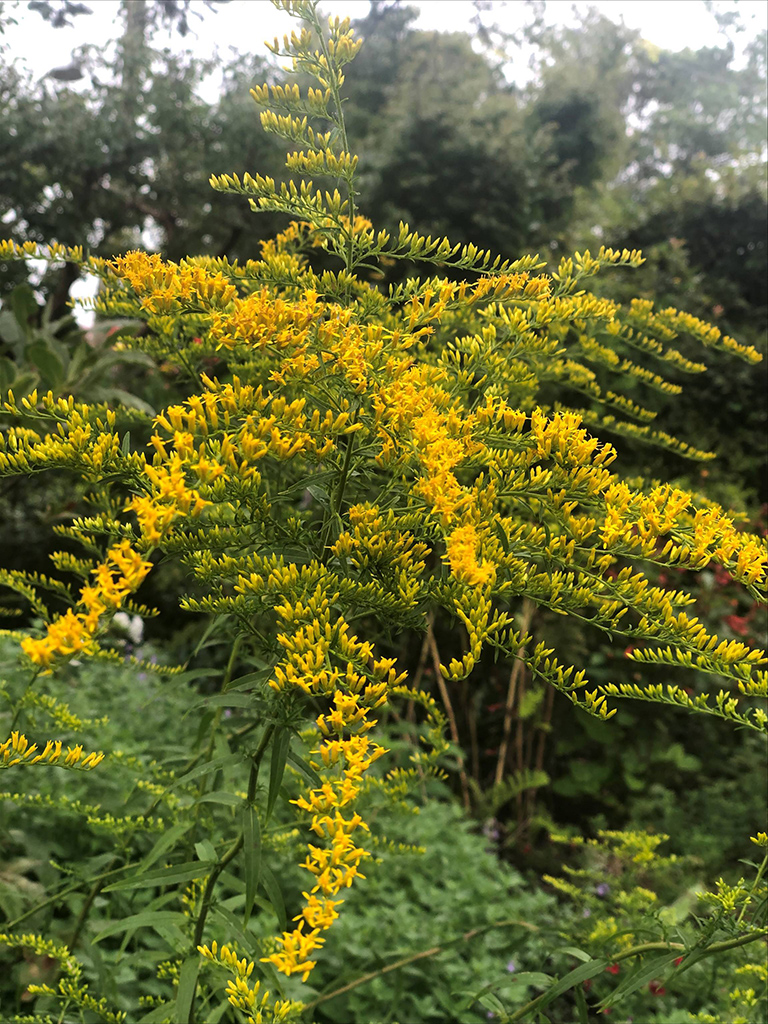 Solidago odora Sweet Goldenrod Prairie Moon Nursery
